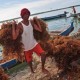 Pemerintah Dorong Hilirisasi Industri Rumput Laut